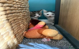 Mixed Breed cats for sale: Mixed kitten - Image 10