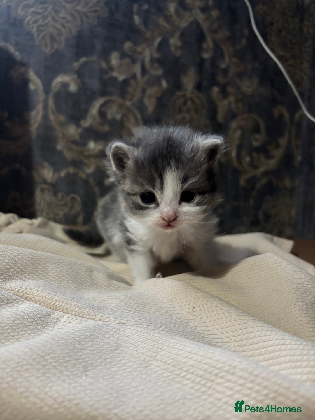 Mixed Breed cats for sale: Mixed kittens  - Advert 8