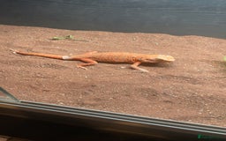 Bearded Dragon reptiles for sale: Silkback bearded dragon  - Image 2