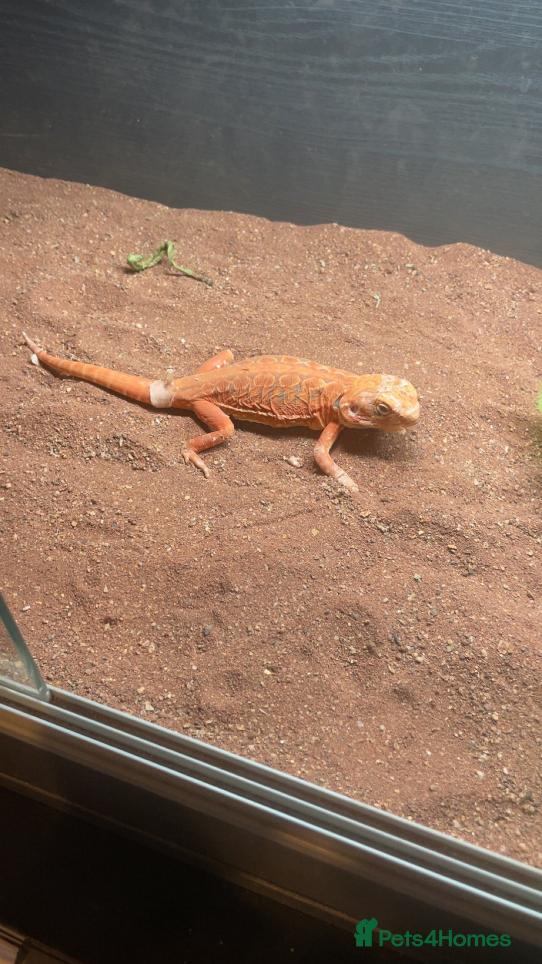 Bearded Dragon reptiles for sale: Silkback bearded dragon  - Image 2