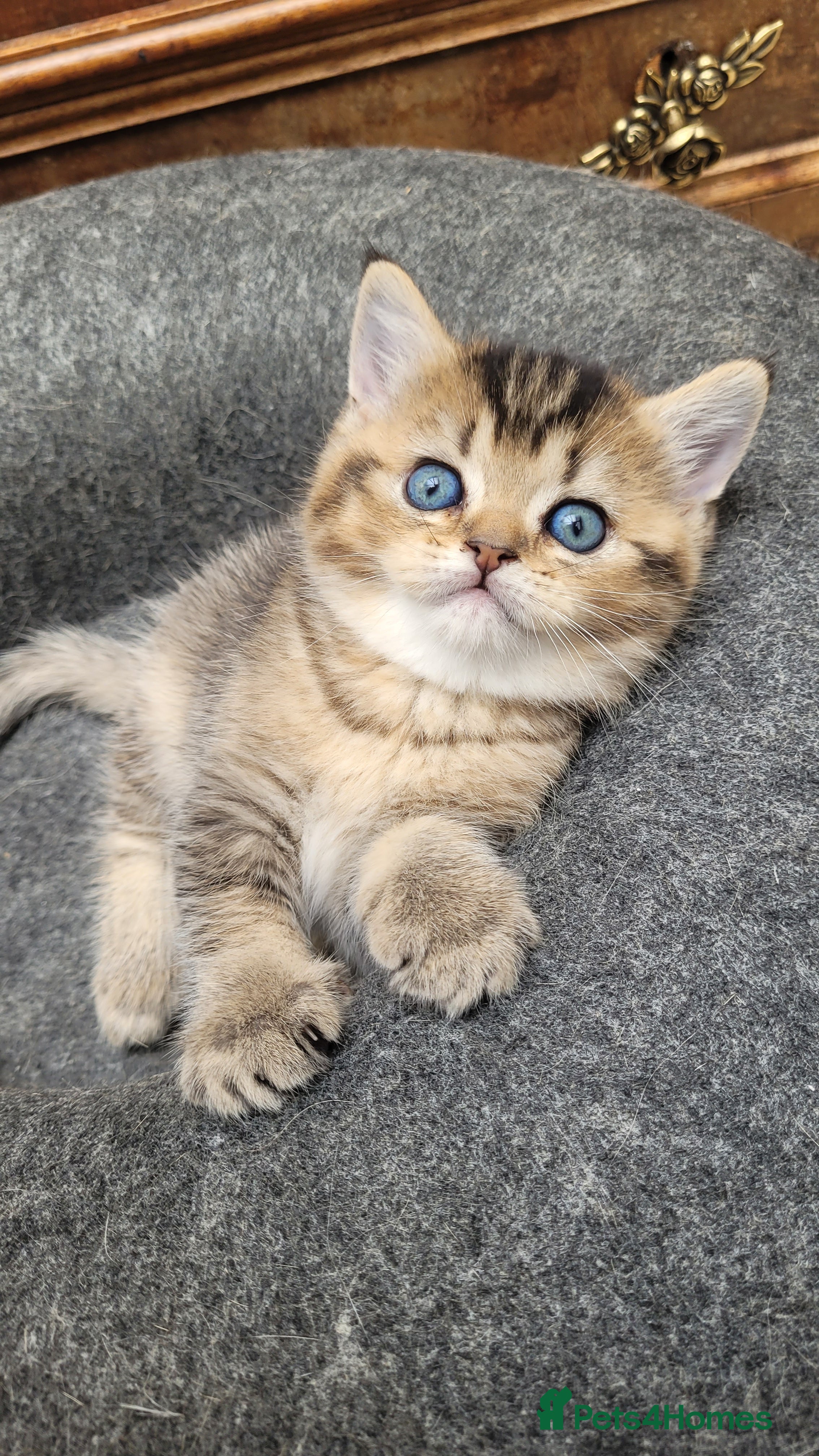 Scottish Fold cats Scottish fold  - Advert 4