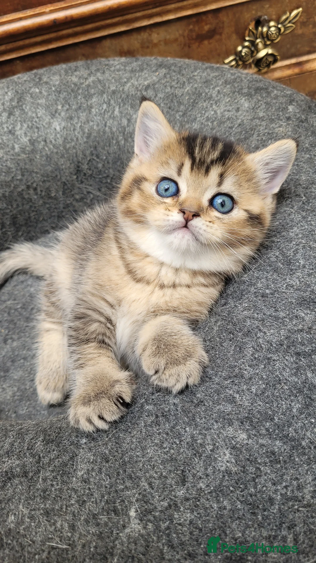 Scottish Fold cats for sale: Scottish fold  - Advert 1