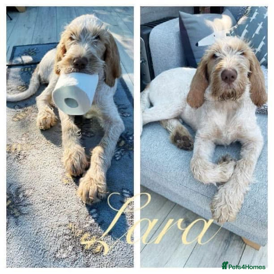 Italian Spinone dogs for sale: ITALIAN SPINONE WAITING LIST OPEN -DUE OCT - Image 29