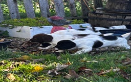 English Springer Spaniel dogs for sale: Working English springer spaniel puppies  - Image 4