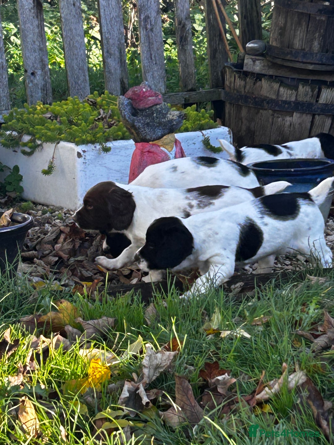 English Springer Spaniel dogs for sale: Working English springer spaniel puppies  - Image 4