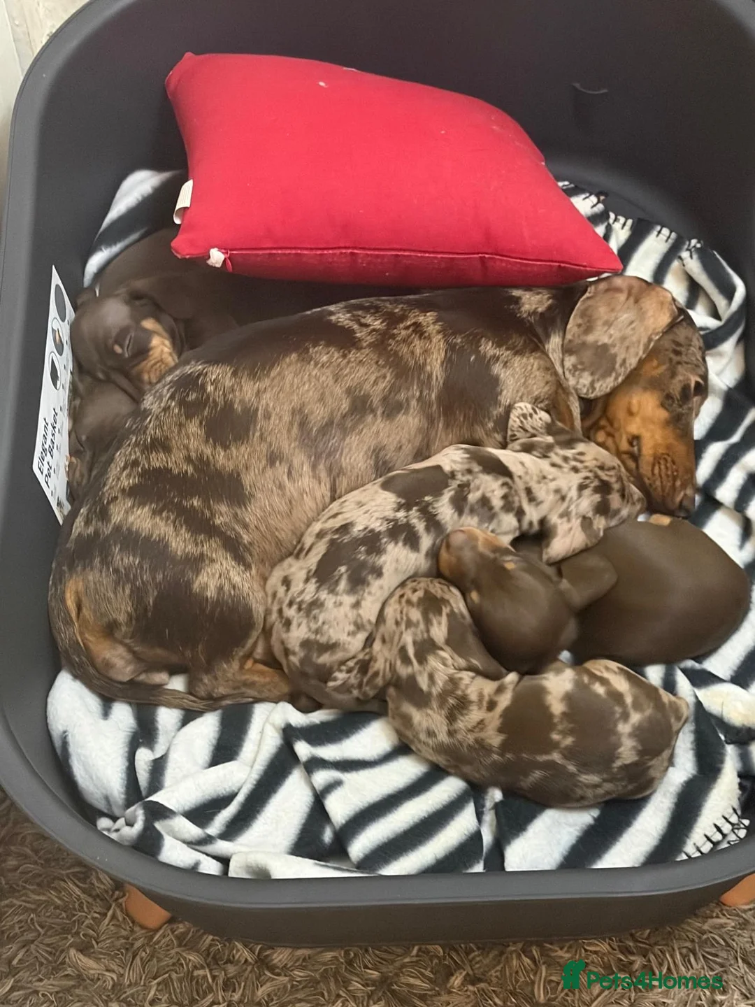 Miniature Dachshund dogs for sale: Miniature dachshund puppies plz read description  - Advert 3