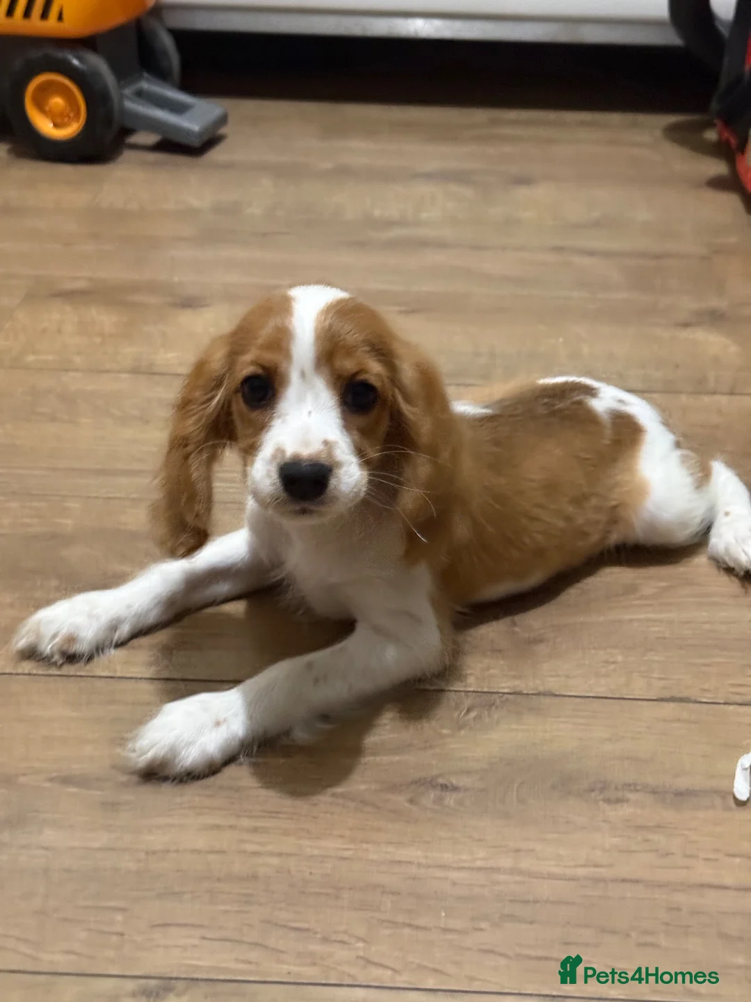 Cockalier dogs for sale: Beautiful litter ready to leave now 💕 - Advert 19