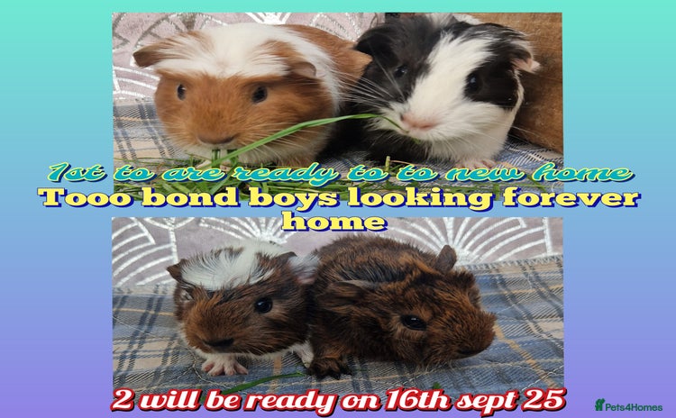 Guinea Pig rodents in Darwen - Advert 15