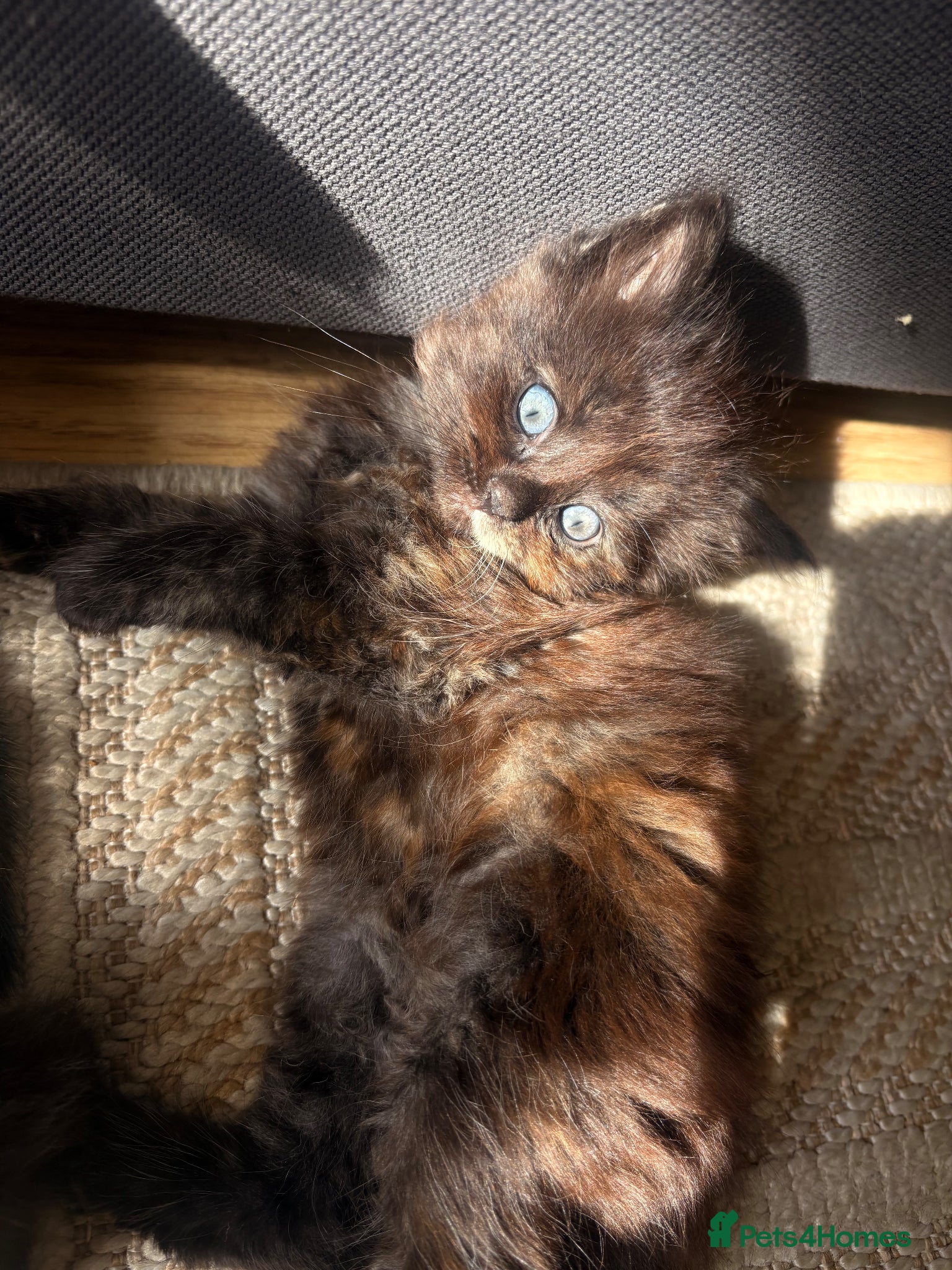 Mixed Breed cats 4 kittens - Advert 4