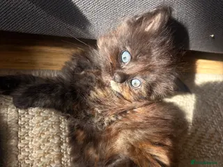 Mixed Breed cats 4 kittens - Advert 4