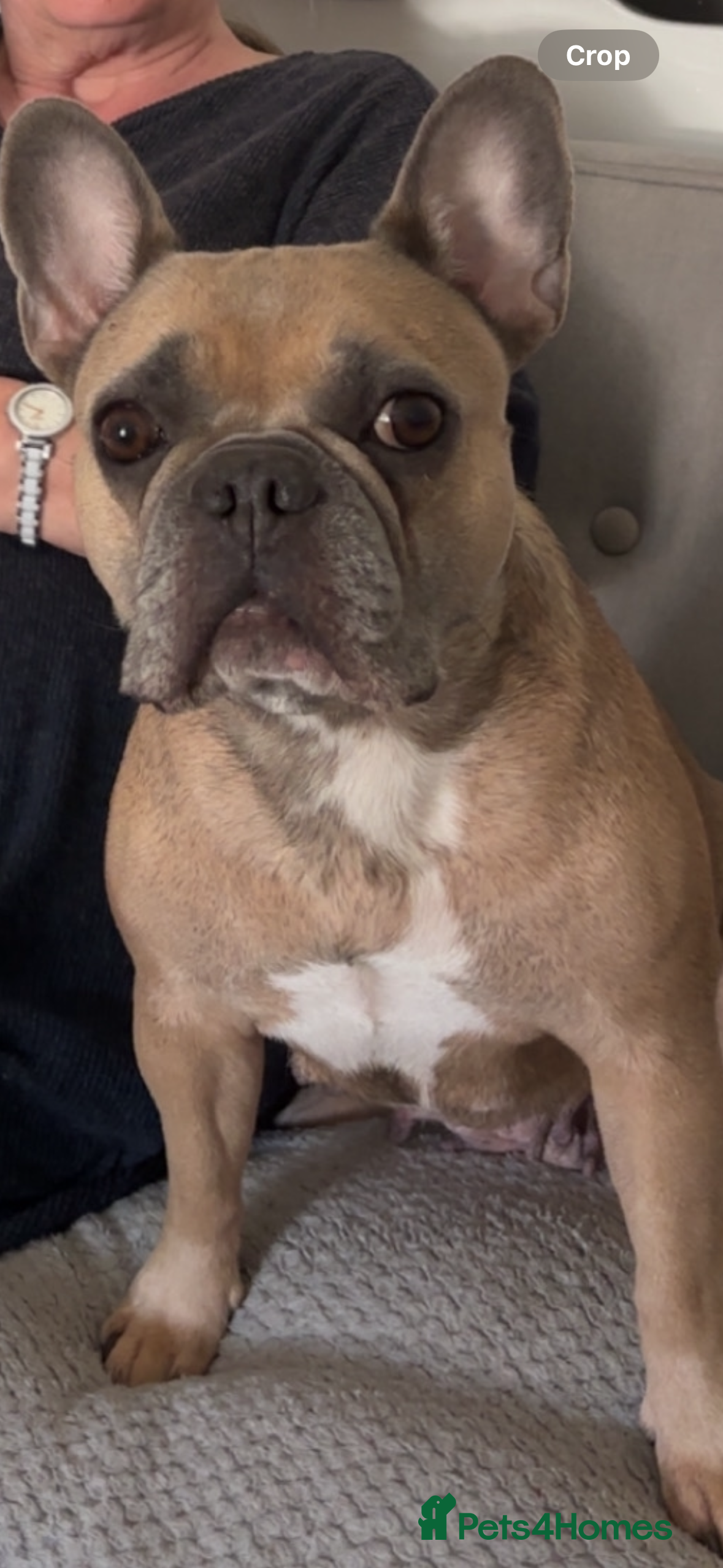 French Bulldog dogs French bulldog pups - Advert 1