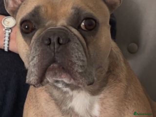 French Bulldog dogs French bulldog pups - Advert 1