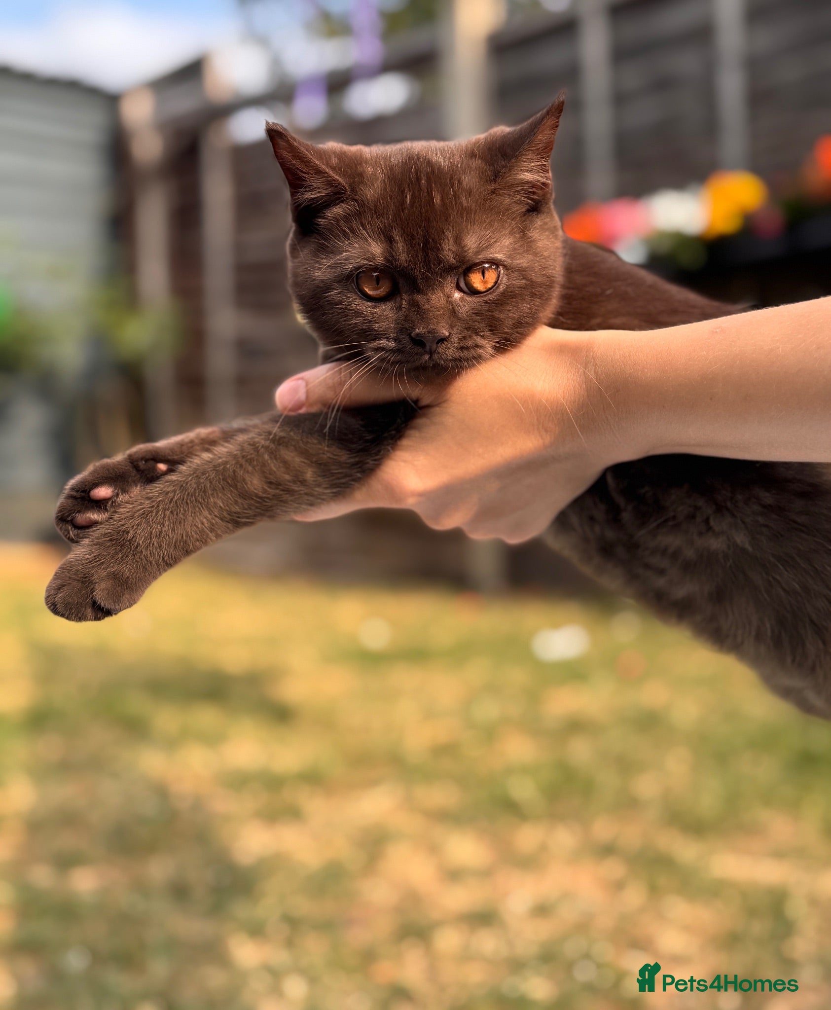 British Shorthair cats 2 girls left Brown and Liliac BSH kittens - Advert 1
