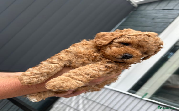 Toy Poodle dogs - Advert 13