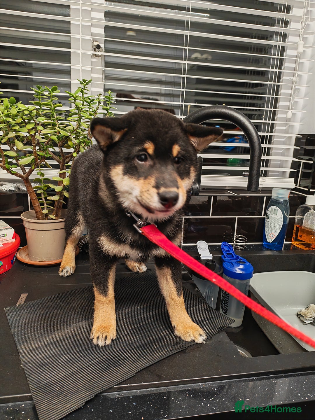 Japanese Shiba Inu dogs for sale: KC reg Japanese shiba inu puppies  - Advert 3