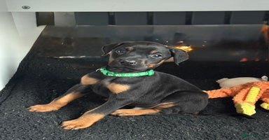 Dobermann dogs - Advert 9