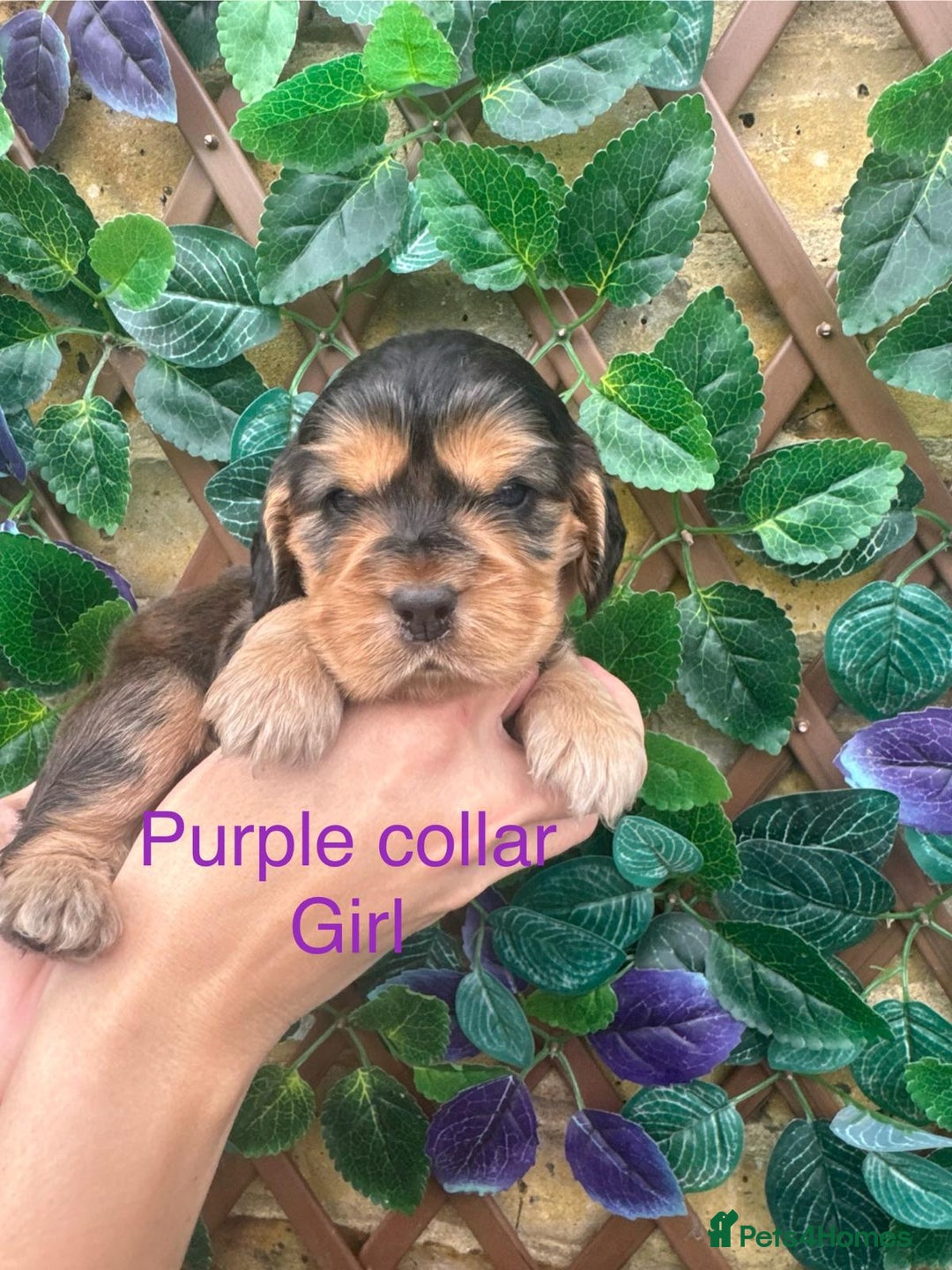 Cocker Spaniel dogs for sale: Superb show type cocker spaniel puppies.  - Image 6