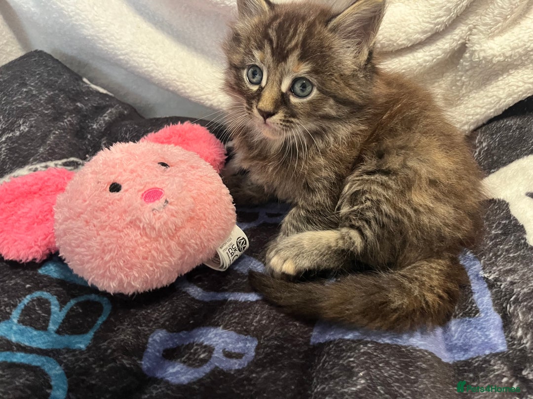 Maine Coon cats for sale: Stunning Half Maine coon kittens  - Image 19