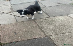 Border Collie dogs for sale: Border collie pup - Image 3