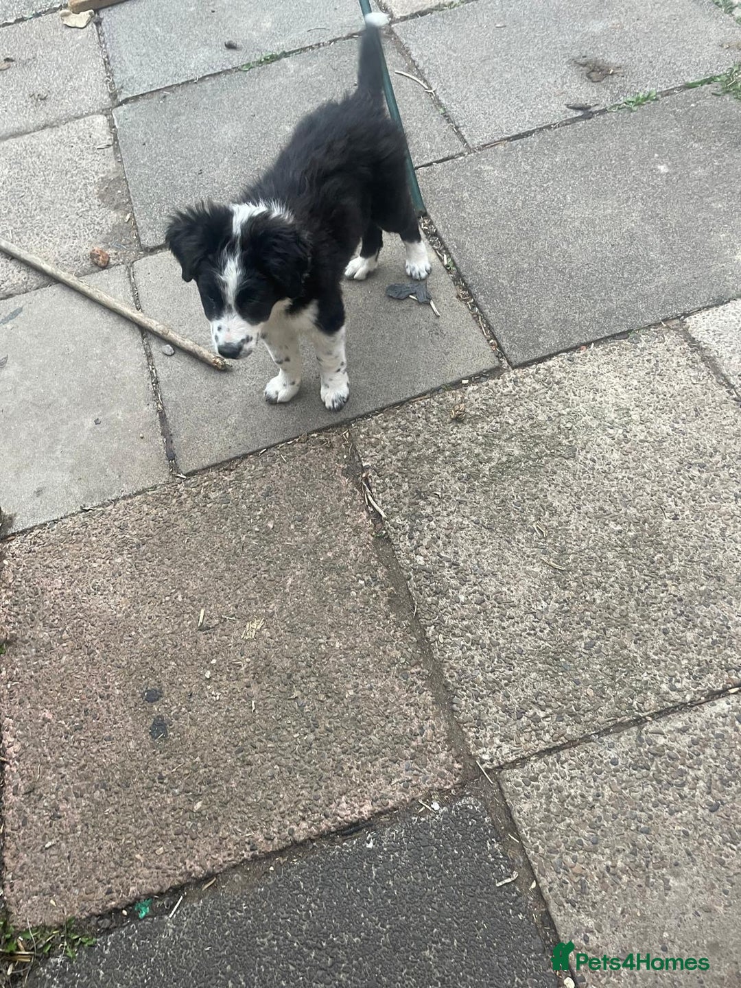 Border Collie dogs for sale: Border collie pup - Image 3