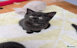 Scottish Fold cats for sale: Beautiful kittens are looking for a new home🥰✨ - Image 8