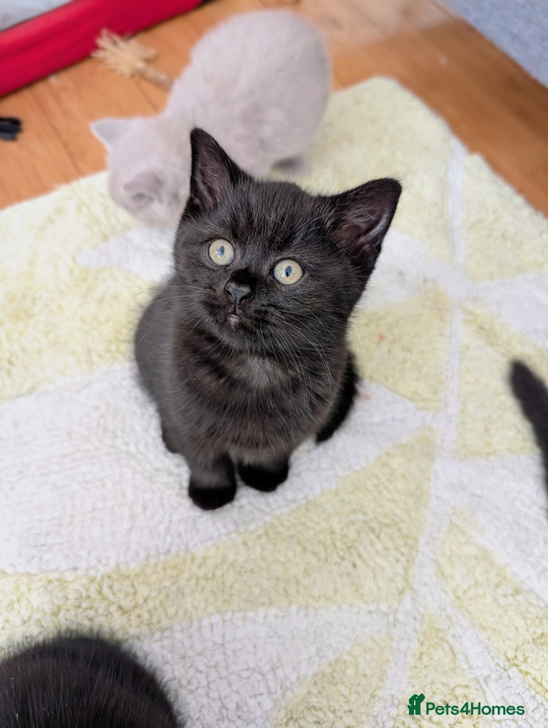 Scottish Fold cats for sale: Beautiful kittens are looking for a new home🥰✨ - Image 8