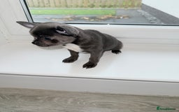 Chihuahua dogs for sale: Stunning chihuahua litter  - Image 11