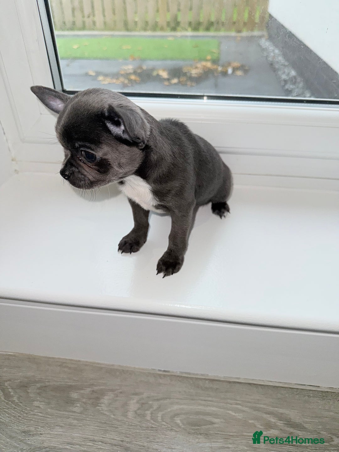 Chihuahua dogs for sale: Stunning chihuahua litter  - Image 11