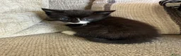 Mixed Breed cats for sale: Mixture of beautiful Kitten  - Advert 5