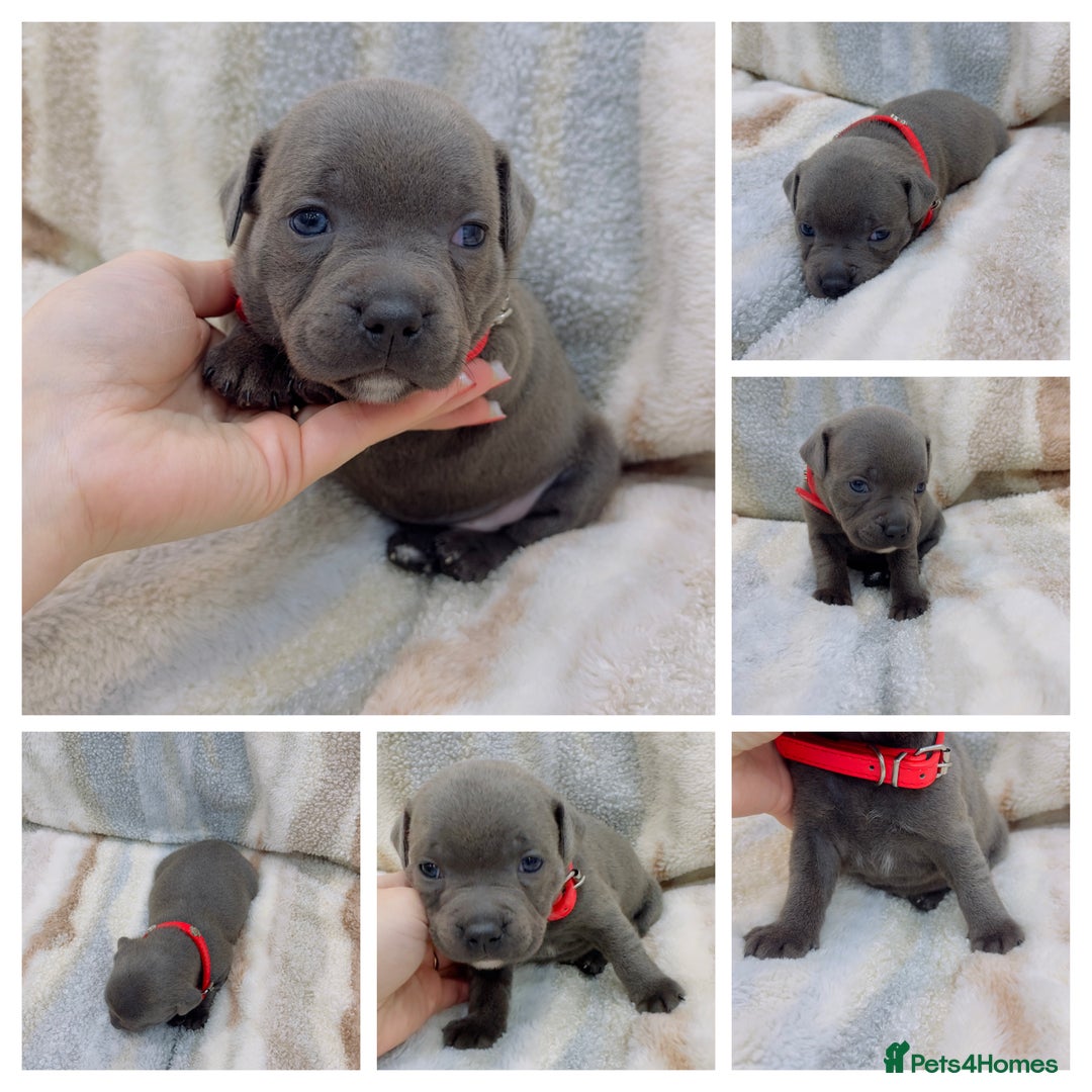 Staffordshire Bull Terrier dogs for sale: ✨🥰🐶 KC Registered Staffordshire Bull Terrier  🐾 - Advert 21
