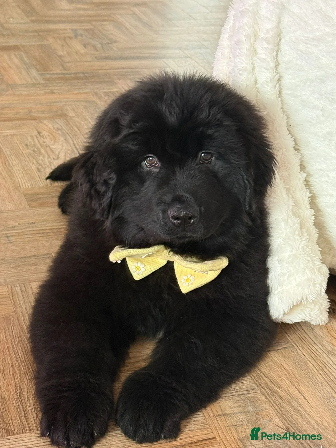 Newfoundland dogs for sale: 6 month old newfie bitch.  in Llangammarch Wells - Advert 2