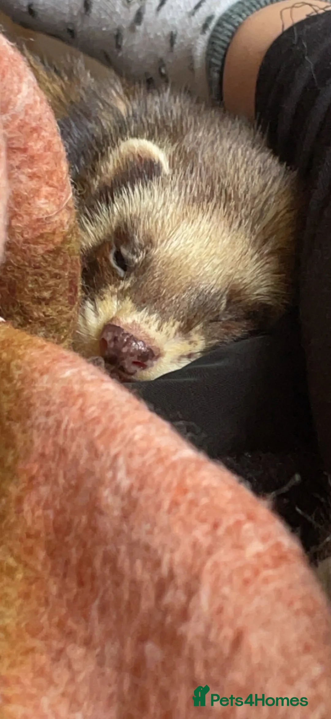 Ferret rodents for sale: Male ferret  - Advert 1
