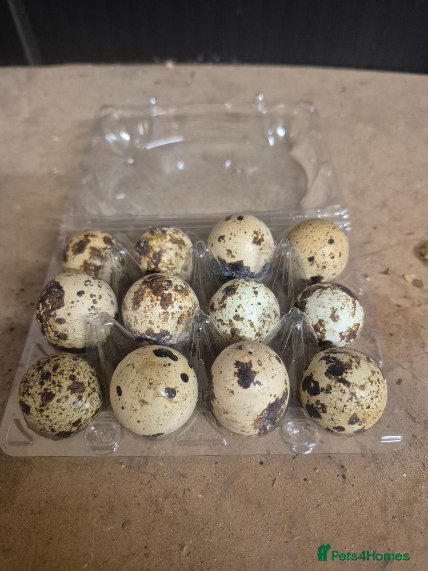 Quail poultry Fertile Quail Eggs - Advert 1