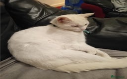Oriental cats for sale: White cats female and male - Image 1