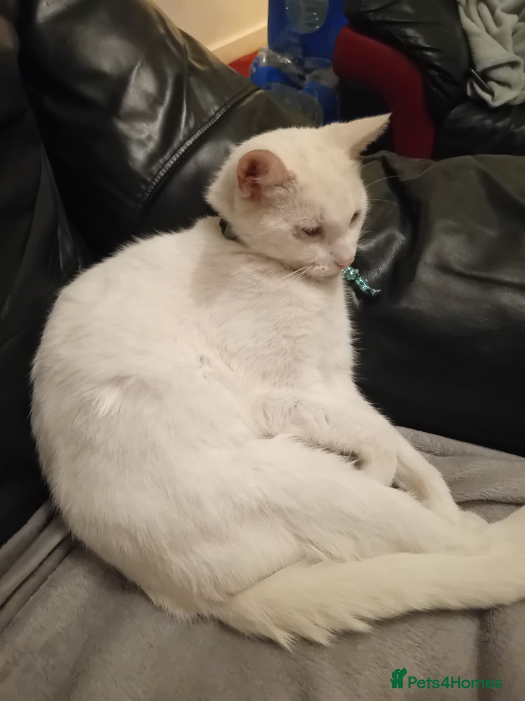 Oriental cats for sale: White cats female and male - Image 1