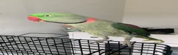 Parrots birds for sale: Tamed Alexandrine Parrot in Manchester - Advert 2