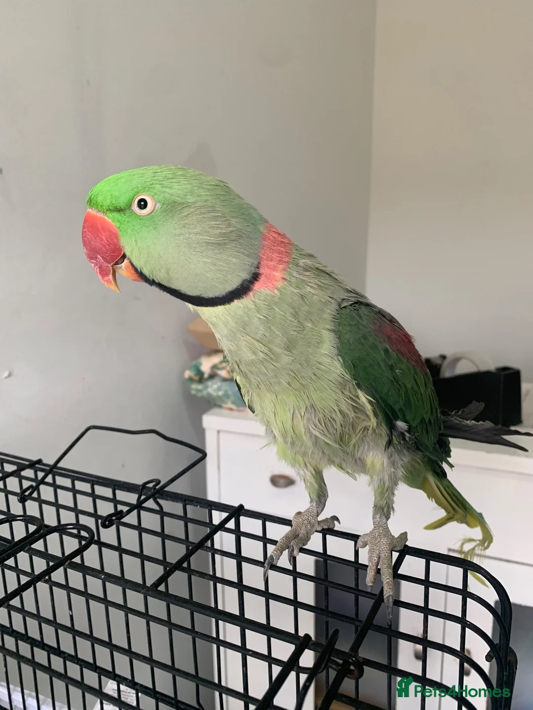 Parrots birds for sale: Tamed Alexandrine Parrot in Manchester - Advert 2