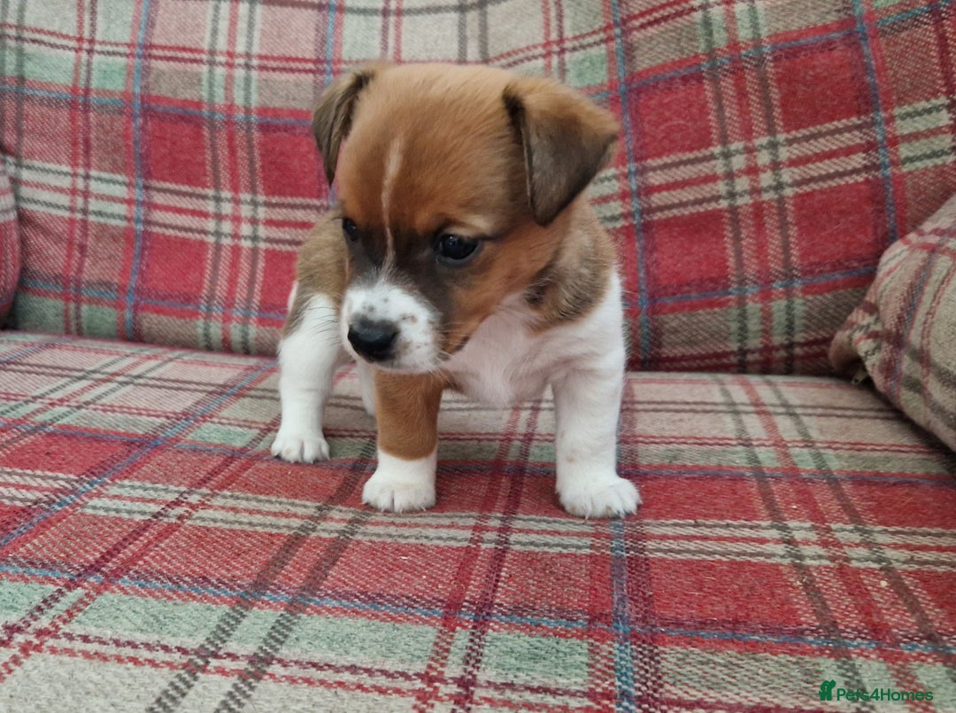 Jack Russell dogs for sale: Traditional Jack Russell Pups DNA Health Tested  - Image 39
