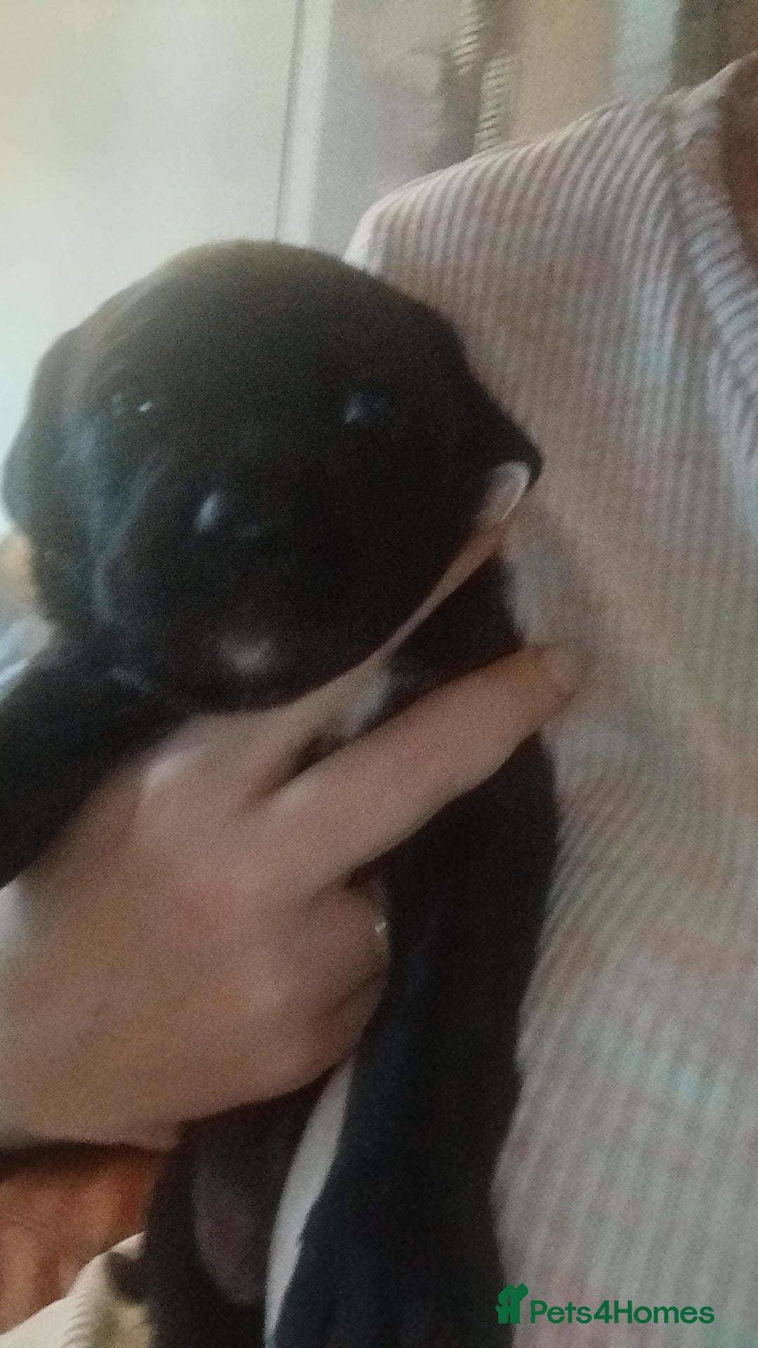 Mixed Breed dogs for sale: Lab cross - Image 2