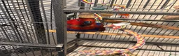 Parrots birds for sale: Beautiful 8-year-old female Eclectus parrot  in Bradford - Advert 3