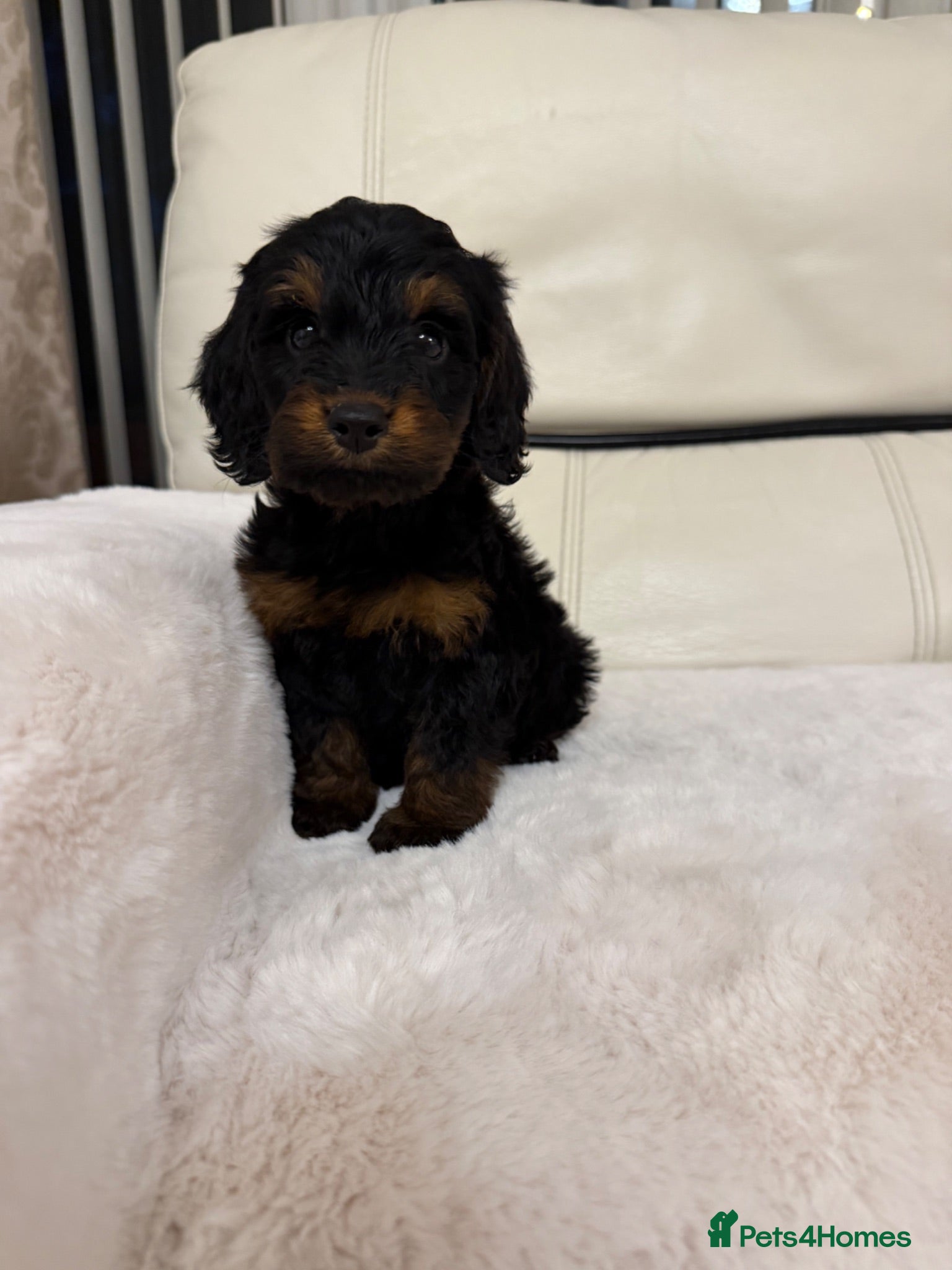 Cockapoo dogs Cockapoo puppys  - Advert 1