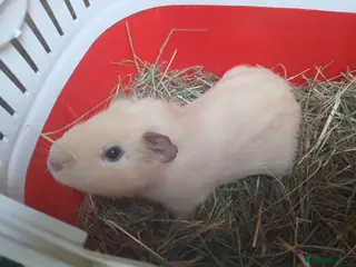 Guinea Pig rodents Baby boy Guinea Pigs for sale (REDUCED) - Advert 1