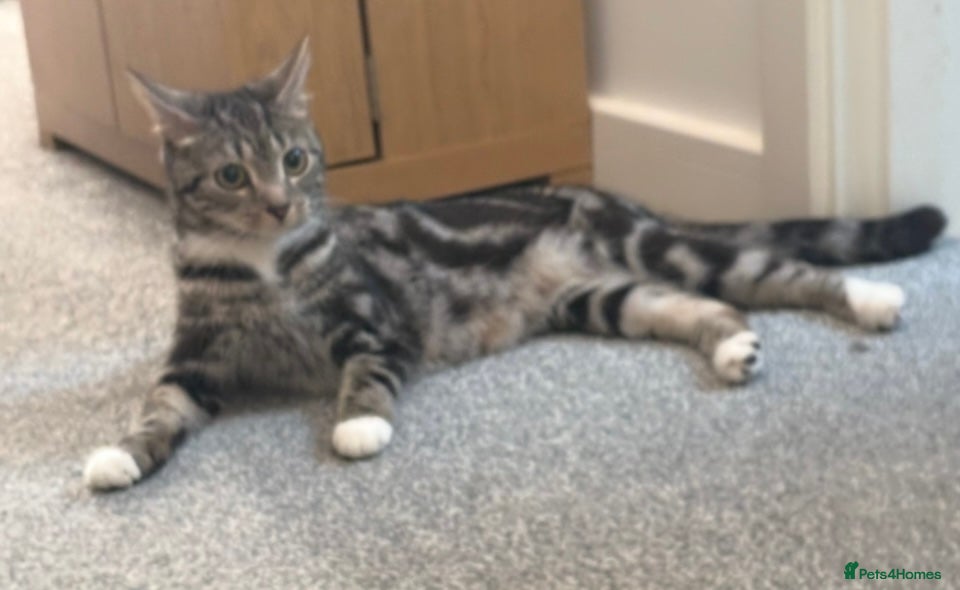 Mixed Breed cats 3 beautiful Bengal X British shorthair kittens - Advert 1