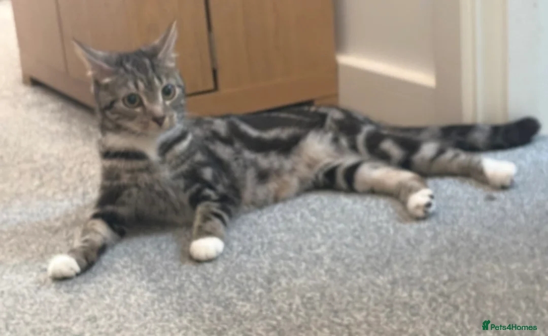 Mixed Breed cats for sale: 3 beautiful Bengal X British shorthair kittens - Advert 1