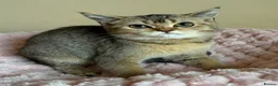 British Shorthair cats for sale: Beautiful Golden British Shorthair Kittens  - Advert 17