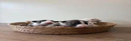 English Bull Terrier dogs for sale: Beautiful miniature English bull terrier puppies - Advert 10