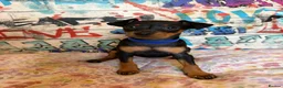Miniature Pinscher dogs for sale: Miniature Pinscher Puppies for sale  - Advert 21