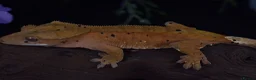 Gecko reptiles for sale: High end crested geckos - Advert 6