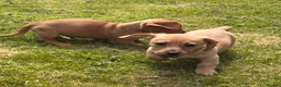 Jackshund dogs for sale: Dachshund X Jack Russell Puppies JACKSHUNDS  in Glasgow - Advert 11