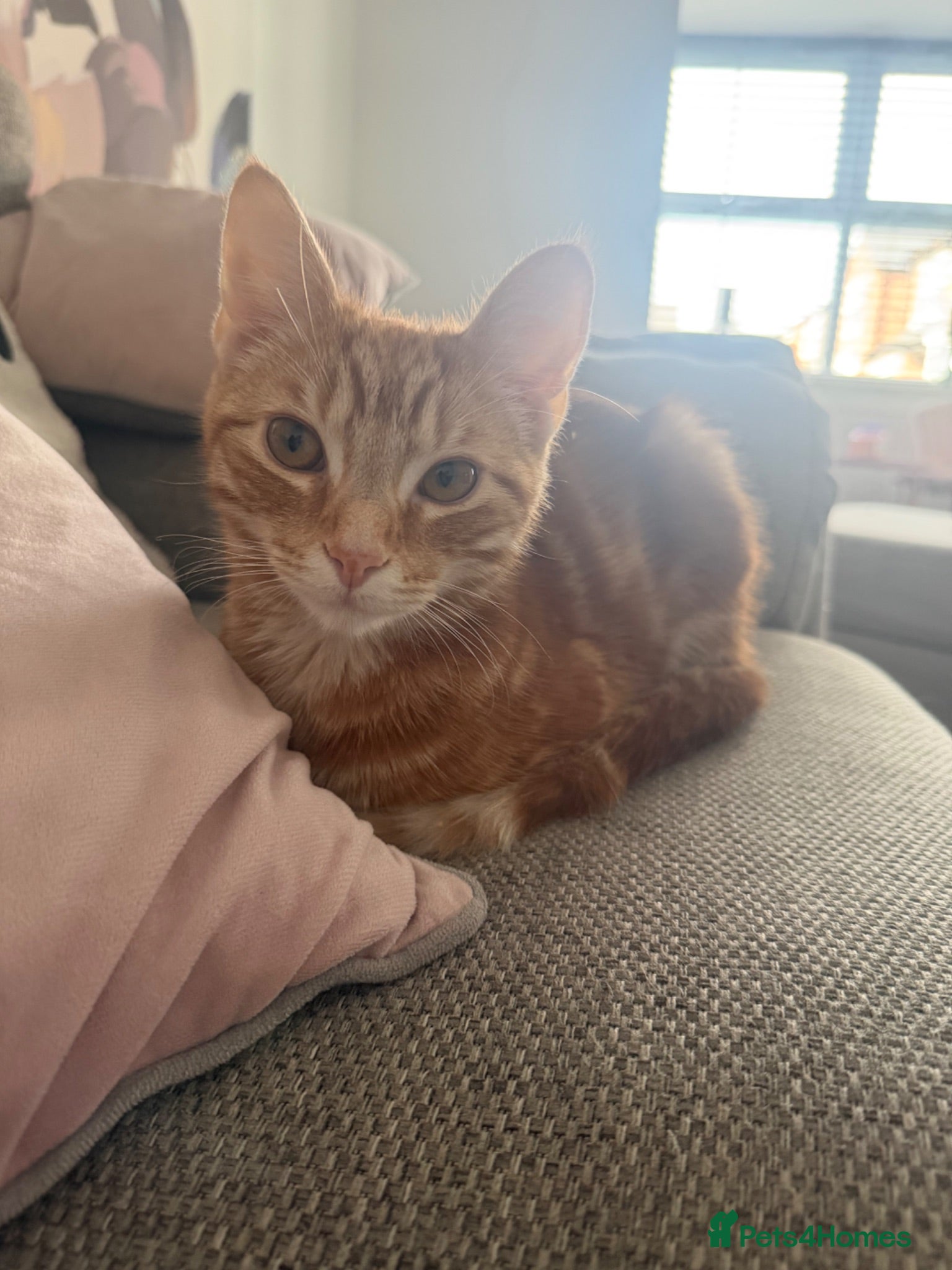 Mixed Breed cats 8Month old ginger kitten - Advert 3